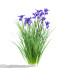 Flowers Iris Sibirica - valeriy korol ld