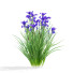 Flowers Iris Sibirica - valeriy korol ld
