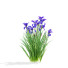 Flowers Iris Sibirica - valeriy korol ld