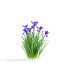Flowers Iris Sibirica - valeriy korol ld