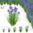 Flowers Iris Sibirica - valeriy korol ld