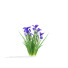 Flowers Iris Sibirica - valeriy korol ld