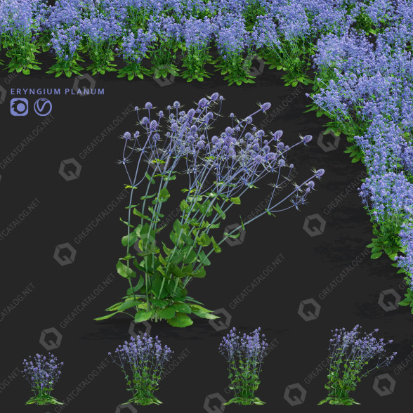 Квiти Ерінгій Плоский 3D модель