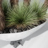 Rośliny doniczkowe HQ Yucca Elephantipes Queretaroensis Set 01 - Pandora-land