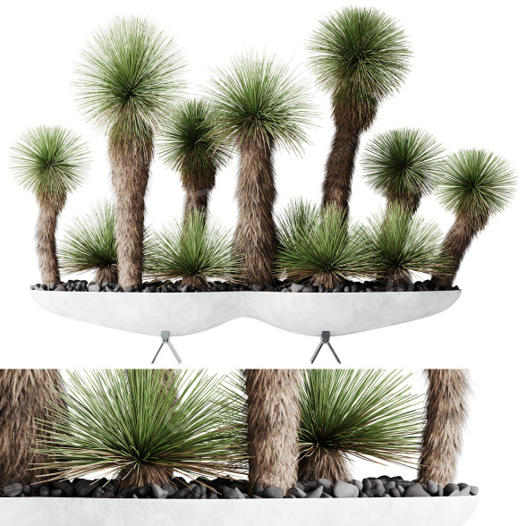 Rośliny doniczkowe HQ Yucca Elephantipes Queretaroensis Set 01 model 3D