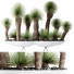 Rośliny doniczkowe HQ Yucca Elephantipes Queretaroensis Set 01 - Pandora-land