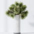 Rośliny doniczkowe Yucca Elephantipes Gigantea Vase 07 - Pandora-land