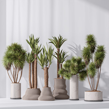 Rośliny doniczkowe  Yucca Elephantipes Gigantea Vase 07 Model 3D