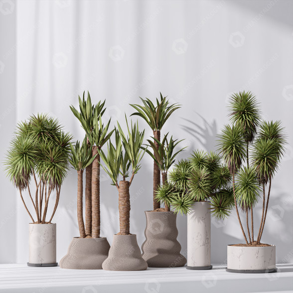 Rośliny doniczkowe Yucca Elephantipes Gigantea Vase 07 model 3D