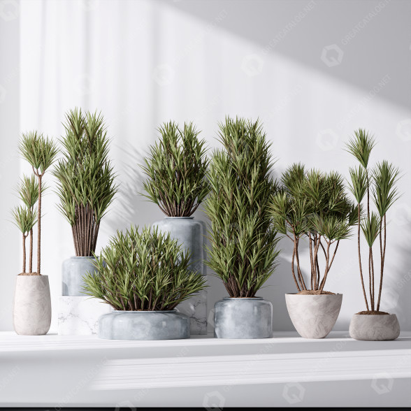 Rośliny doniczkowe Yucca Elephantipes Gigantea Vase 06 model 3D