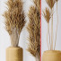 Rośliny doniczkowe Yucca Elephantipes Gigantea Vase 06 - Pandora-land
