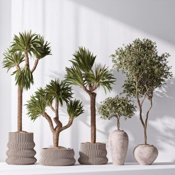 Rośliny doniczkowe  Yucca Elephantipes Gigantea and Mission Olive 05 Model 3D