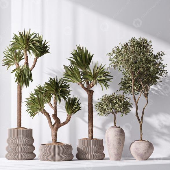 Rośliny doniczkowe Yucca Elephantipes Gigantea and Mission Olive 05 model 3D