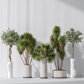 Rośliny doniczkowe  Yucca Elephantipes Gigantea and Mission Olive 04 Model 3D
