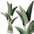 Rośliny doniczkowe HQ Plants Bird of Paradise Bird Vase Set 02 - Pandora-land