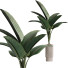 Rośliny doniczkowe HQ Plants Bird of Paradise Bird Vase Set 02 - Pandora-land