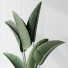 Rośliny doniczkowe HQ Plants Bird of Paradise Bird Vase Set 02 - Pandora-land