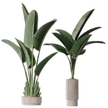 Rośliny doniczkowe  HQ Plants Bird of Paradise Bird Vase Set 02 Model 3D