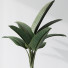 Rośliny doniczkowe HQ Plants Bird of Paradise Bird Vase Set 02 - Pandora-land