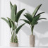 Rośliny doniczkowe HQ Plants Bird of Paradise Bird Vase Set 02 - Pandora-land