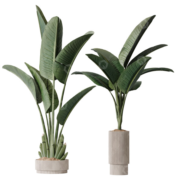 Rośliny doniczkowe HQ Plants Bird of Paradise Bird Vase Set 02 model 3D