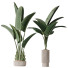 Rośliny doniczkowe HQ Plants Bird of Paradise Bird Vase Set 02 - Pandora-land