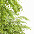 Árboles Primavera Europea 3 - Pandora-land