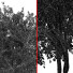 Árboles Primavera Europea 3 - Pandora-land