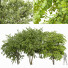 Árboles Primavera Europea 3 - Pandora-land