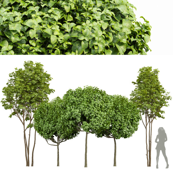 Árboles Fresno Arce y Frijol Indio Modelo 3D