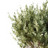 Palmy i krzewy HQ Garden Box Outdoor Vol 22 - Pandora-land
