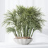 Rośliny doniczkowe HQ Areca Majesty Cat Reed Palm Set 03 - Pandora-land