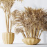 Rośliny doniczkowe HQ Areca Majesty Cat Reed Palm Set 03 - Pandora-land