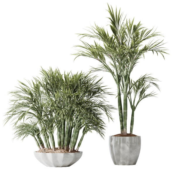 Rośliny doniczkowe HQ Areca Majesty Cat Reed Palm Set 03 model 3D