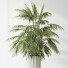 Rośliny doniczkowe HQ Areca Majesty Cat Reed Palm Set 02 - Pandora-land