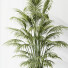 Rośliny doniczkowe HQ Areca Majesty Cat Reed Palm Set 02 - Pandora-land