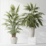 Rośliny doniczkowe HQ Areca Majesty Cat Reed Palm Set 02 - Pandora-land