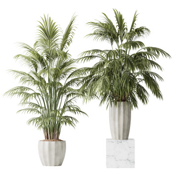 Rośliny doniczkowe  HQ Areca Majesty Cat Reed Palm Set 02 Model 3D