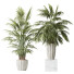 Rośliny doniczkowe HQ Areca Majesty Cat Reed Palm Set 02 - Pandora-land