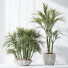 Rośliny doniczkowe HQ Areca Majesty Cat Reed Palm Set 03 - Pandora-land