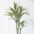 Rośliny doniczkowe HQ Areca Majesty Cat Reed Palm Set 03 - Pandora-land
