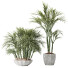 Rośliny doniczkowe HQ Areca Majesty Cat Reed Palm Set 03 - Pandora-land