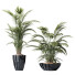 Rośliny doniczkowe HQ Areca Majesty Cat Reed Palm Set 04 - Pandora-land