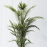 Rośliny doniczkowe HQ Areca Majesty Cat Reed Palm Set 04 - Pandora-land