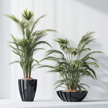 Rośliny doniczkowe  HQ Areca Majesty Cat Reed Palm Set 04 Model 3D