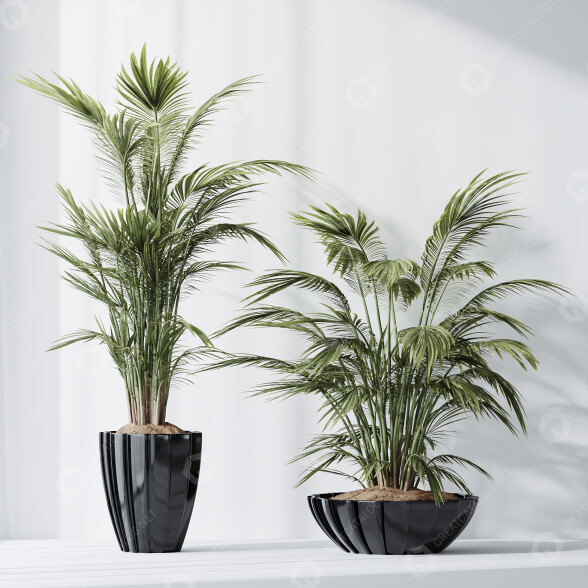 Rośliny doniczkowe HQ Areca Majesty Cat Reed Palm Set 04 model 3D