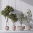 Rośliny doniczkowe Mission Olive Tree Indoor Vase 06 - Pandora-land