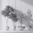 Rośliny doniczkowe Mission Olive Tree Indoor Vase 06 - Pandora-land