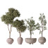 Rośliny doniczkowe Mission Olive Tree Indoor Vase 06 - Pandora-land