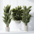 Rośliny doniczkowe HQ Areca Majesty Cat Reed Palm Set 05 - Pandora-land